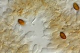 Psilocybe subaeruginosa image
