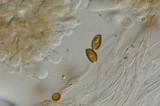 Psilocybe subaeruginosa image