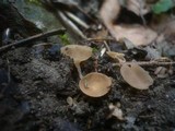 Ciboria amentacea image