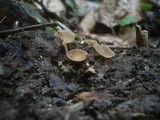 Ciboria amentacea image