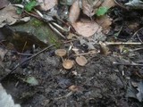 Ciboria amentacea image