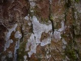 Dendrothele acerina image