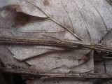 Diaporthe sarothamni image
