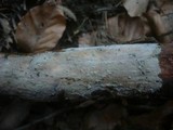 Exidiopsis effusa image