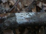Exidiopsis effusa image