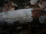 Exidiopsis effusa image