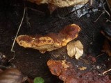Gloeophyllum odoratum image