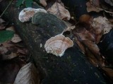 Gloeoporus dichrous image