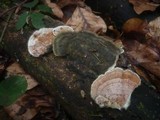 Gloeoporus dichrous image