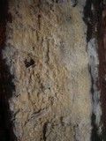 Gloiothele lactescens image