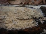 Gloiothele lactescens image
