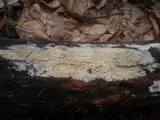 Gloiothele lactescens image