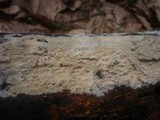Gloiothele lactescens image