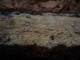 Gloiothele lactescens image