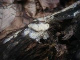 Gloiothele lactescens image