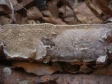 Irpex lacteus image
