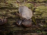 Lentinellus ursinus image