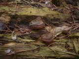 Lentinellus ursinus image