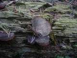 Lentinellus ursinus image
