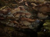 Lentinellus ursinus image