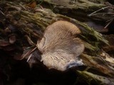 Lentinellus ursinus image