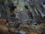 Lentinellus ursinus image