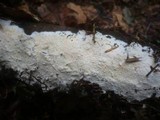 Fibulomyces mutabilis image