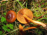 Cortinarius cinnamomeus image