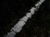 Hyphodontia sambuci image