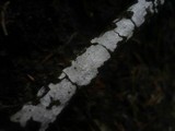 Hyphodontia sambuci image