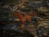 Metatrichia vesparium image