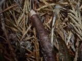 Pestalotiopsis funerea image