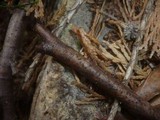 Pestalotiopsis funerea image