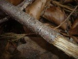 Pestalotiopsis funerea image