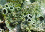 Canoparmelia caroliniana image