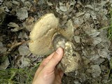 Leccinum duriusculum image