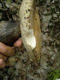 Leccinum duriusculum image