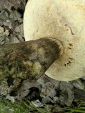 Leccinum duriusculum image