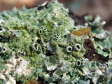 Canoparmelia caroliniana image