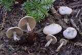 Clitocybe glacialis image