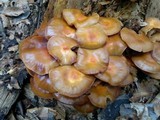Kuehneromyces mutabilis image