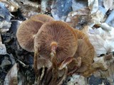 Kuehneromyces mutabilis image