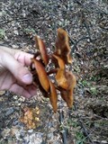 Kuehneromyces mutabilis image