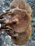 Kuehneromyces mutabilis image
