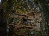 Phellinus conchatus image