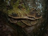 Phellinus conchatus image