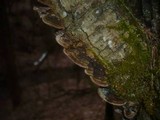 Phellinus conchatus image