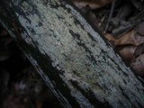 Cabalodontia subcretacea image