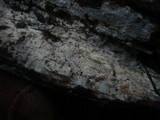 Cabalodontia subcretacea image