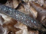 Propolis farinosa image